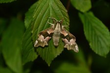 20200423 (4)_Lime_Hawk-moth.JPG