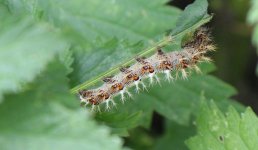 IMG_9925a Caterpillar 25 Jul 2020 Goring.jpg