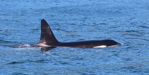 Orca nz 4.jpg