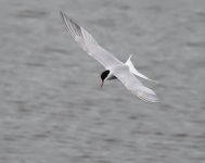 Common Tern_Girdle Ness_280620a.jpg