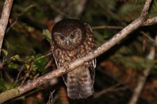 Morepork nz 4.jpg