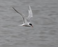 Common Tern_Girdle Ness_280620b.jpg