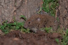 Field Vole (3).jpg