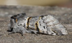 01 Poplar Kitten.JPG