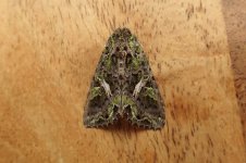 Orache Moth.jpg