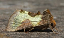 02 Burnished Brass.JPG