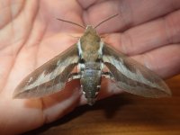 Bedstraw Hawkmoth.jpg