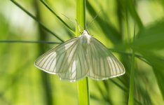 Black-veined Moth.jpg