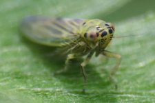 Leafhopper BF3.jpg