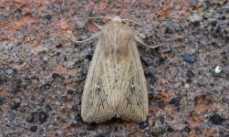 05 Obscure Wainscot.JPG