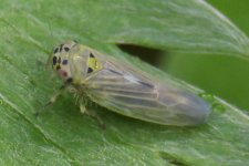 Leafhopper BF2.jpg