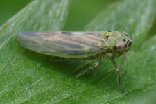 Leafhopper BF1.jpg