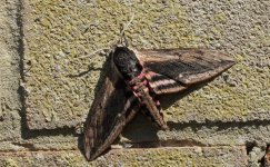 06 Privet Hawkmoth.jpg