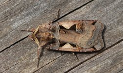 09 Setaceous Hebrew Character.JPG