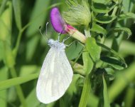 Cryptic Wood White 10-6-19 Craigavon Lakes.jpg