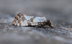 15 Cochylis molliculana.JPG