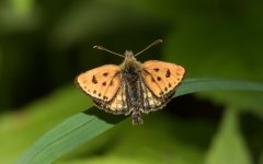 Northern Chequered Skipper.jpg