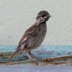 Tree-Sparrow.jpg