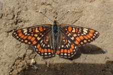 Scarce Fritillary.jpg