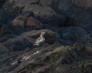 Grey Plover_Girdle Ness_290520a.jpg