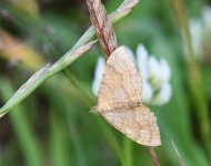 Yellow Shell_Girdle Ness_240720a.jpg