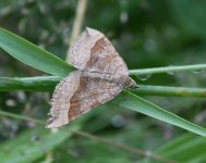 Shaded Broad Bar_Girdle Ness_250720a.jpg