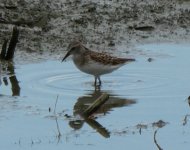 sandpiper1.jpg