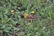 Yellowhammer bf 28.4.20.jpg