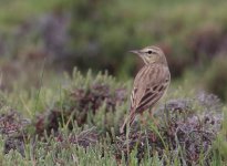 pipit (1).jpg