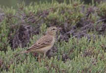 pipit (2).jpg