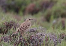 pipit (3).jpg