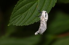 20200623 (2)_Leopard_Moth.JPG