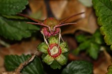 20200624 (7)_Elephant_Hawk-moth.JPG