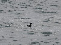 Black Guillemot_Girdle Ness_020520a.jpg