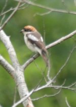 woodchat 29 07 adult.JPG