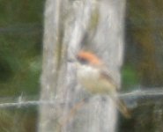 woodchat 29 07 adult 2.JPG