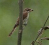 woodchat 29 07 juv 1.JPG