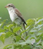 woodchat 29 07 juv 2.JPG