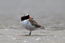 Shore Plover nz 4.jpg