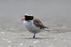 Shore Plover nz 5.jpg