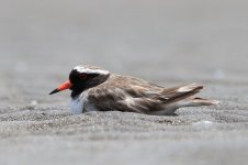 Shore Plover nz 1.jpg