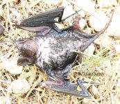 Dead bat 1a P1150197.jpg