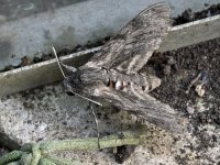 convolvulous hawkmoth hinckley sep 13 2016 A Baker.jpg