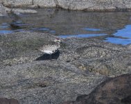 Grey Plover_Girdle Ness_300520a.jpg