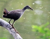 White-breasted_Waterhen_(Immature)_I_Picture_171.jpg