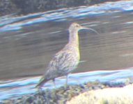 1 Whimbrel (or Curlew).jpg