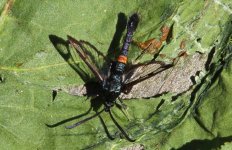 01 Red-belted Clearwing.JPG