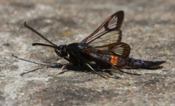 02 Red-belted Clearwing.jpg