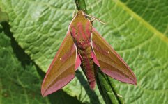 04 Elephant Hawkmoth.JPG