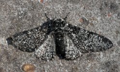 05 Peppered Moth.JPG